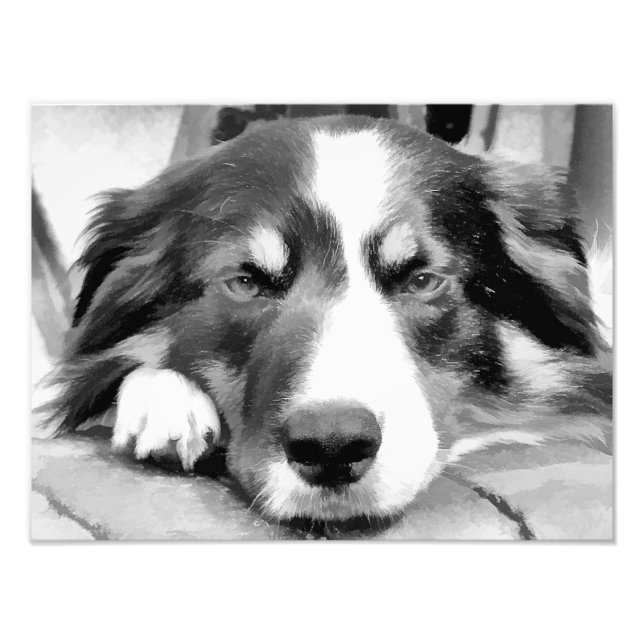 GRÄNS COLLIES FOTOTRYCK (Framsidan)