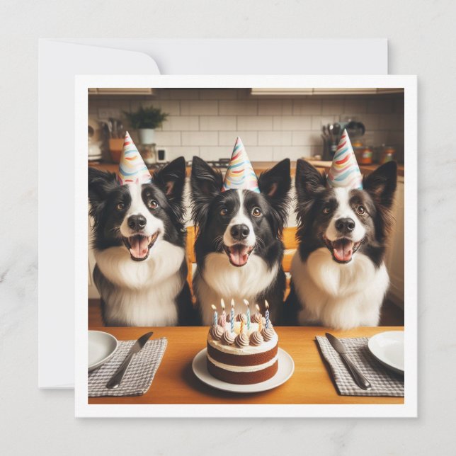 Gräns Collies, Hund födelsedagskort, Hund Inbjudningar (Framsida)