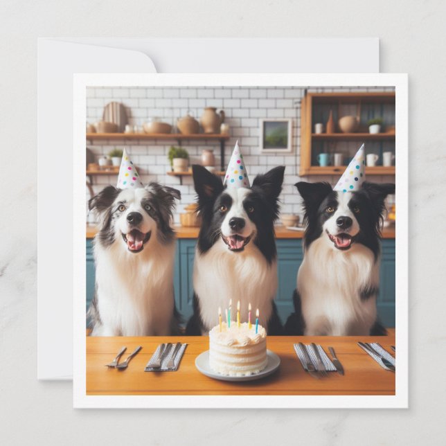 Gräns Collies, Hund födelsedagskort, Hund Inbjudningar (Framsida)