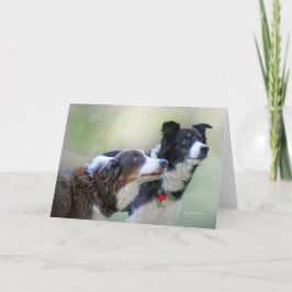 Gräns Collies Kort