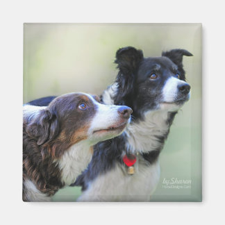 Gräns Collies Magnet