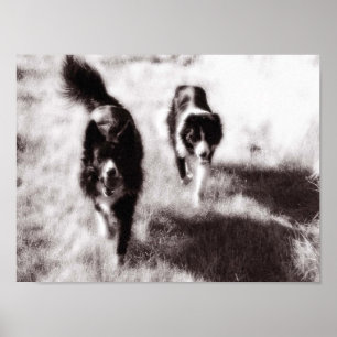 Gräns Collies Poster