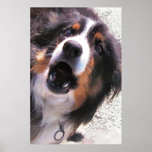 GRÄNS COLLIES POSTER