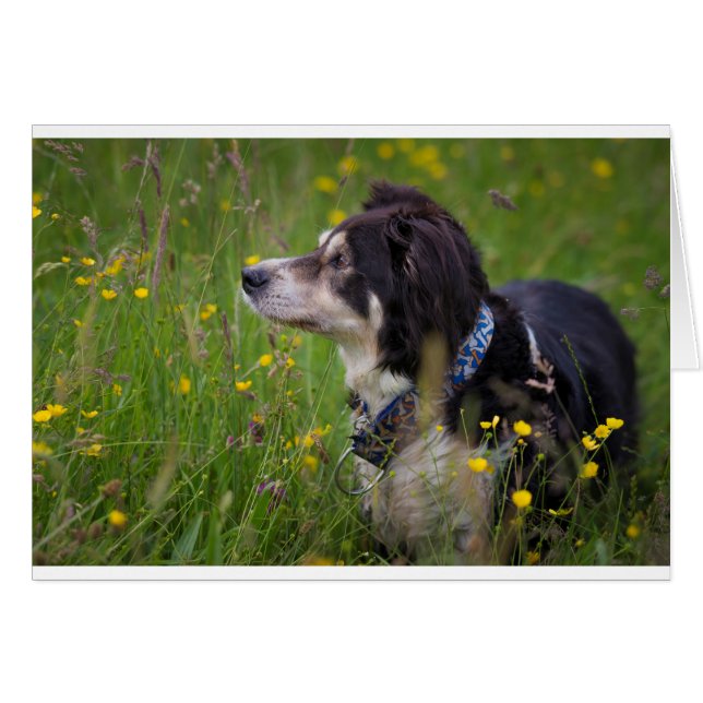 Gräns i slakterierna hälsningskort (Framsidan Horizontal)