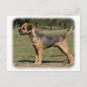 Gräns Terrier 9Y325D-033 Vykort