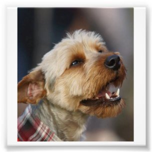 Gräns Terrier Kor Fototryck