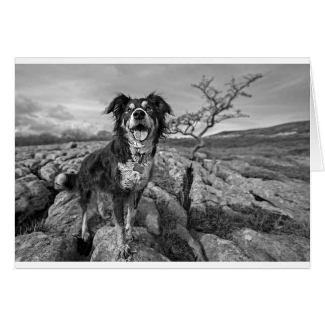 Gräns vid sökning hälsningskort (Framsidan Horizontal)