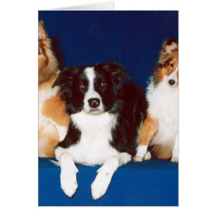 GränsCollie & Shelties OBS Kort