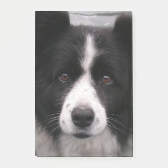 GränsColliehund Post-it Block (Framsida)