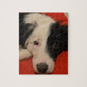 gränscolliehund pussel