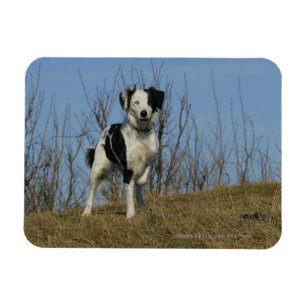 Gränscollien lägger benen på ryggen lyftt magnet