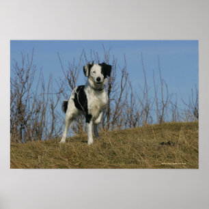 Gränscollien lägger benen på ryggen lyftt poster