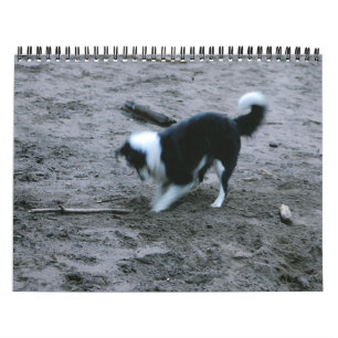 GränsCollies Galore Kalender