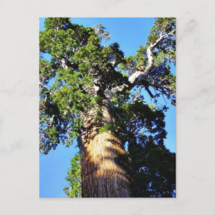 Grant Träd Sequoias Bark Grenar Vykort