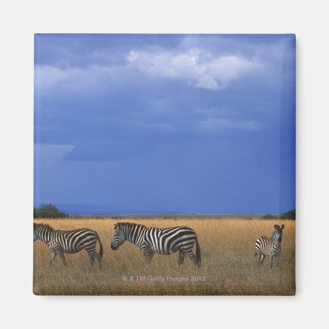 Grant Zebra 2 Magnet (Framsidan)