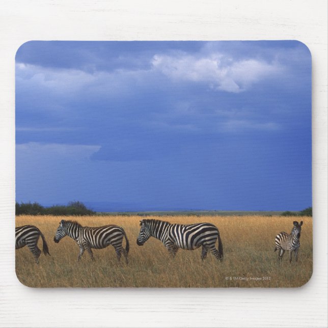Grant Zebra 2 Musmatta (Framsidan)