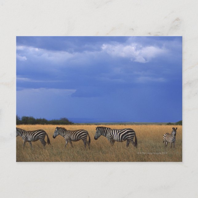 Grant Zebra 2 Vykort (Framsida)