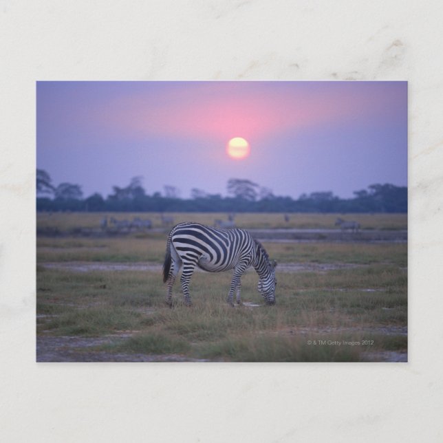 Grant Zebra 3 Vykort (Framsida)
