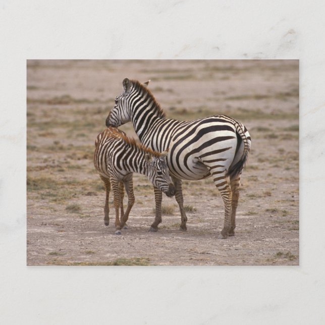 Grant Zebra 3 Vykort (Framsida)