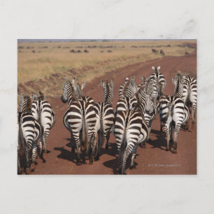 Grant Zebra 4 Vykort