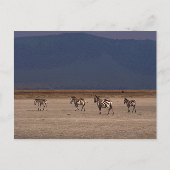 Grant Zebra 4 Vykort (Framsida)