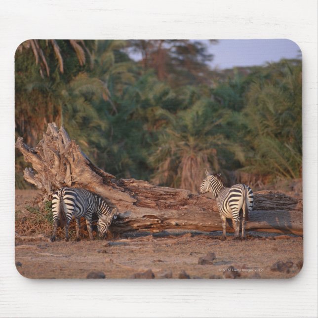 Grant Zebra 5 Musmatta (Framsidan)