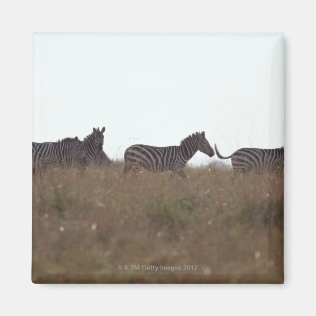 Grant Zebra 7 Magnet (Framsidan)