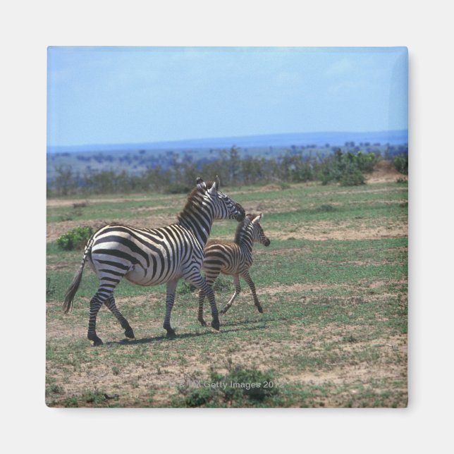 Grant Zebra Magnet (Framsidan)