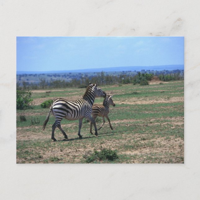 Grant Zebra Vykort (Framsida)