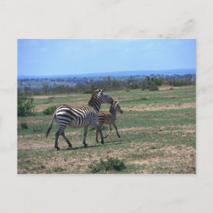Grant Zebra Vykort
