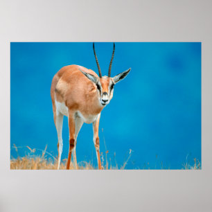 Grantgasell (Gazella Granti) tacka porträtt Poster