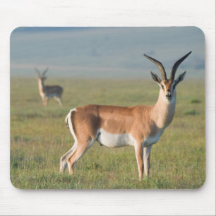 Grant's Gazell, Ngorongoro-kratern, Ngorongoro Musmatta