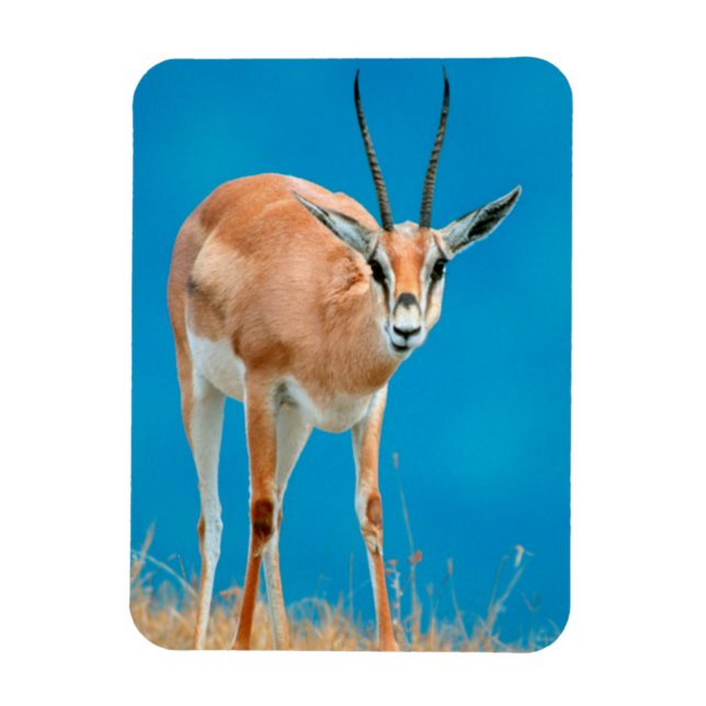 Grant's Gazelle (Gazella Granti) Ewe Porträtt Magnet (Vertikal)