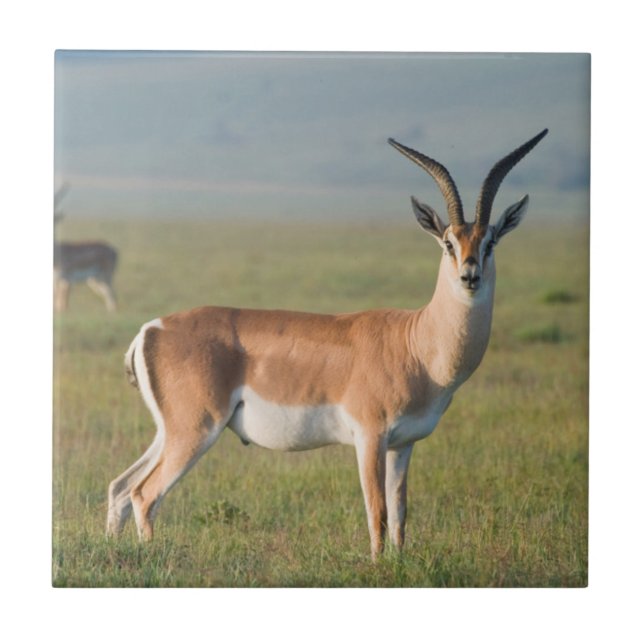 Grant's Gazelle, Ngorongoro Crater, Ngorongoro Kakelplatta (Framsidan)
