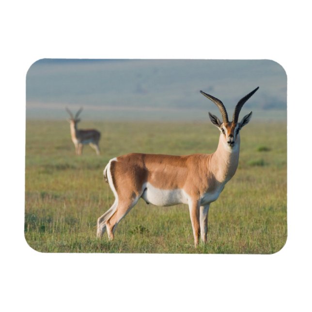 Grant's Gazelle, Ngorongoro Crater, Ngorongoro Magnet (Horisontell)