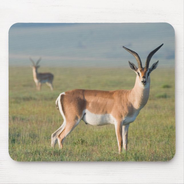 Grant's Gazelle, Ngorongoro Crater, Ngorongoro Musmatta (Framsidan)