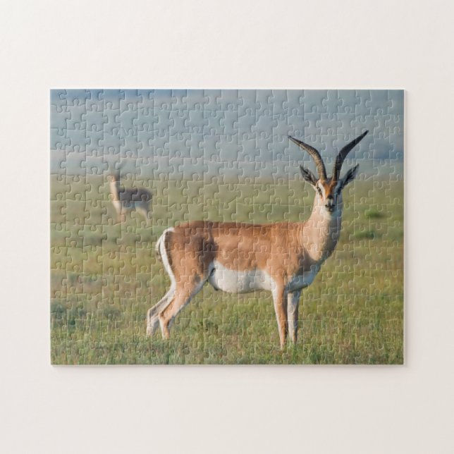 Grant's Gazelle, Ngorongoro Crater, Ngorongoro Pussel (Horisontell)