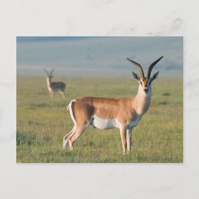 Grant's Gazelle, Ngorongoro Crater, Ngorongoro Vykort (Framsida)