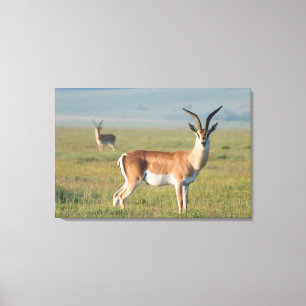 Grant's Gazelle, Ngorongoro-kratern, Ngorongoro Canvastryck