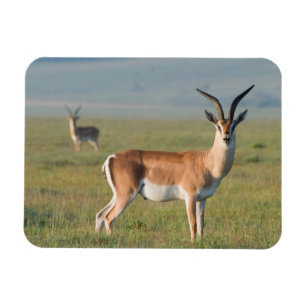 Grant's Gazelle, Ngorongoro-kratern, Ngorongoro Magnet