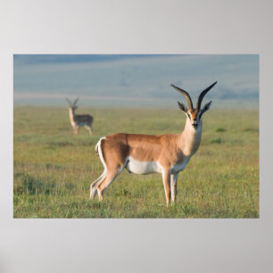 Grant's Gazelle, Ngorongoro-kratern, Ngorongoro Poster