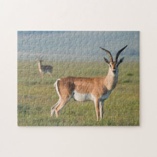 Grant's Gazelle, Ngorongoro-kratern, Ngorongoro Pussel