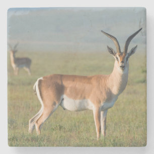 Grant's Gazelle, Ngorongoro-kratern, Ngorongoro Underlägg Sten