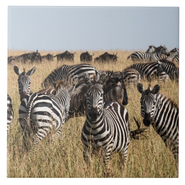 Grant's Zebra Ceramic Tile Kakelplatta (Framsidan)