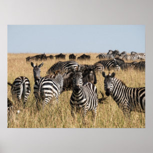 Grant's Zebra Poster