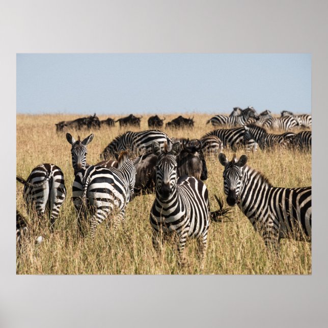 Grant's Zebra Poster (Framsidan)
