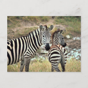 Grant's Zebra Vykort