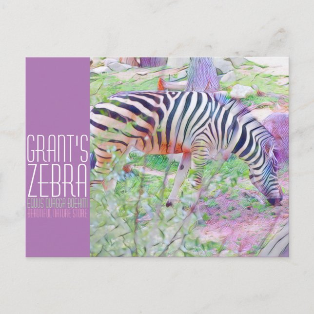 Grant's Zebra [vykort] Vykort (Framsida)