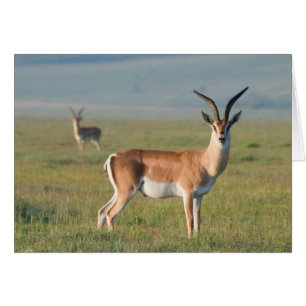 Grantsgazell, Ngorongorokratern, Ngorongoro Hälsningskort