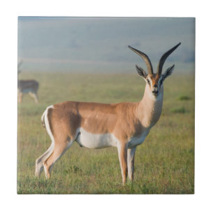 Grantsgazell, Ngorongorokratern, Ngorongoro Kakelplatta
